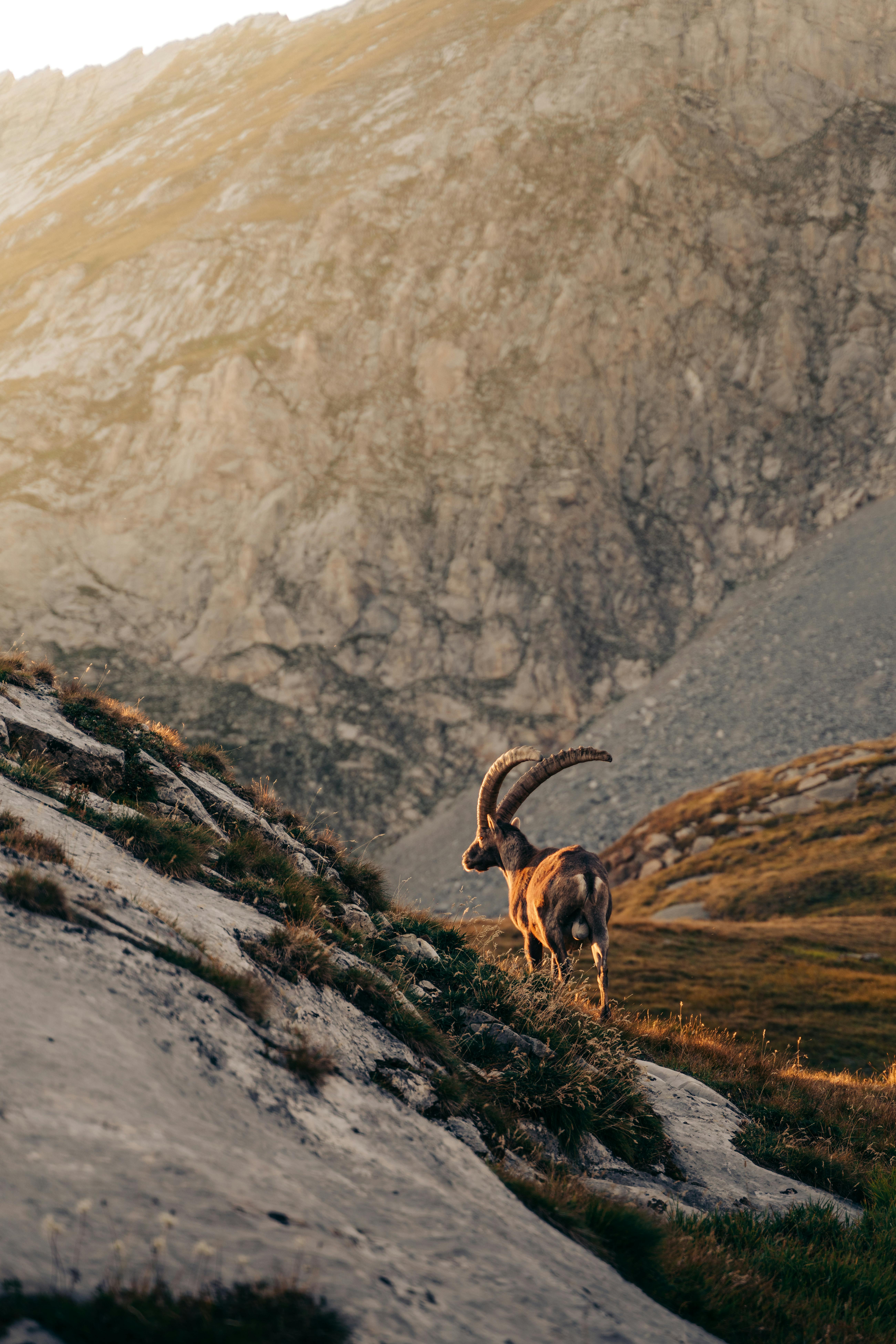 Bouquetin ibex montagne Auron Mercantour faune sauvage